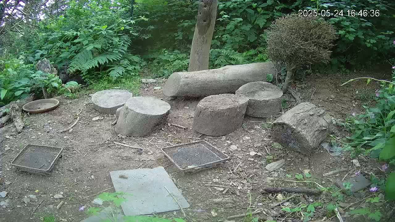 Several cut logs and two metal trays are scattered on the ground in a wooded area, near a shallow dish and surrounded by lush green vegetation.