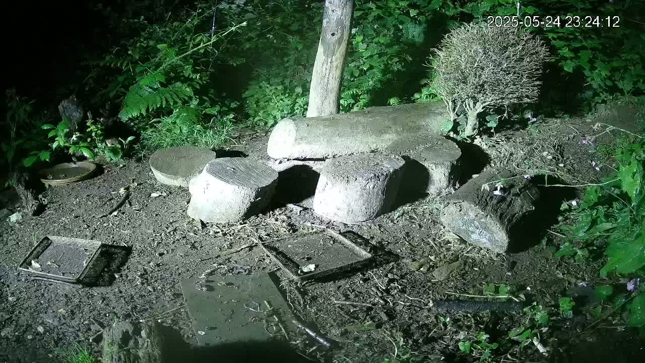 Cornwall, Badgers Watching Pigeon Feeder Live Cam -  Helston, Cornwall, South West, England, United Kingdom
