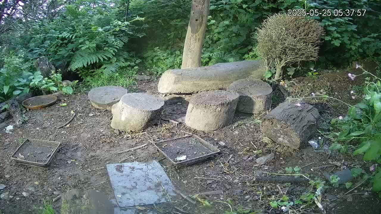 Cornwall, Badgers Watching Pigeon Feeder Live Cam -  Helston, Cornwall, South West, England, United Kingdom