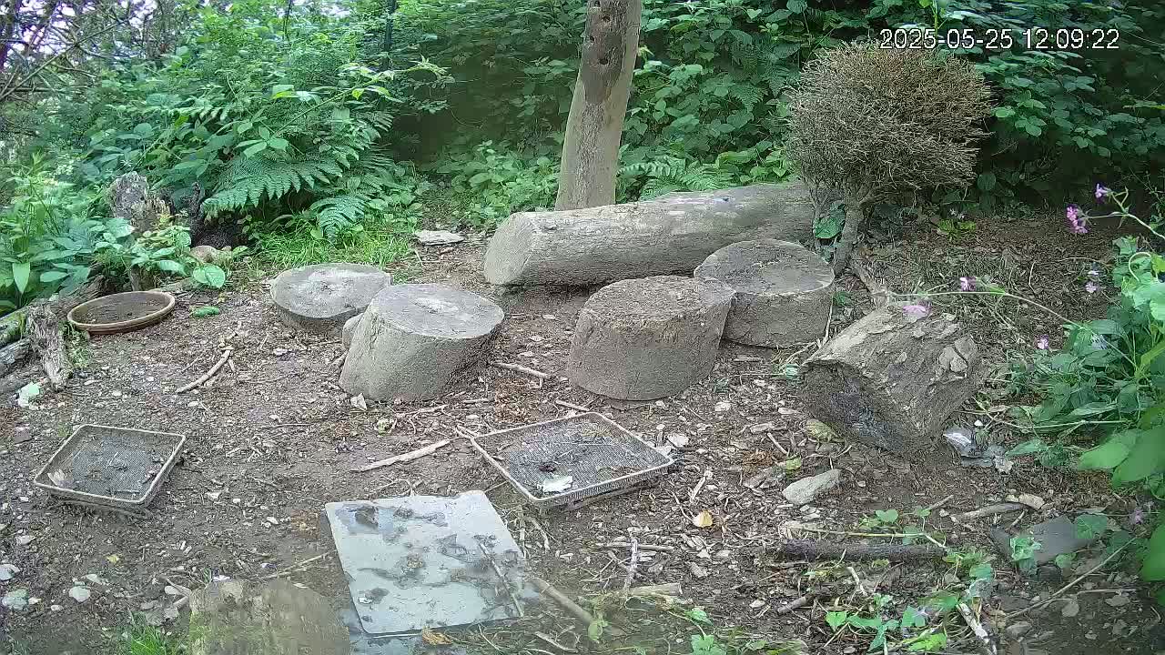 Several tree stumps and a shallow dish are scattered on the ground in a shaded woodland area with lush green vegetation.