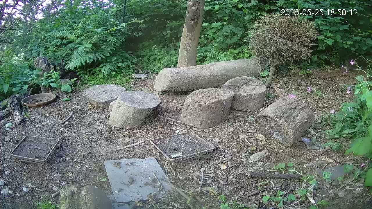 Several cut logs and small metal trays sit on the ground amidst green plants and dirt in a wooded area.