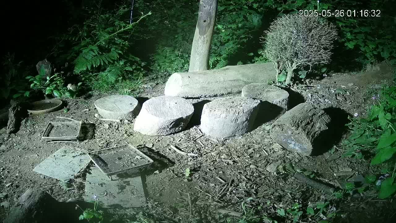 Cornwall, Badgers Watching Pigeon Feeder Live Cam -  Helston, Cornwall, South West, England, United Kingdom