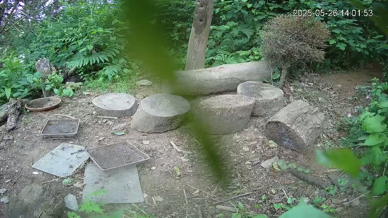Several cut logs and pieces of wood are scattered on the ground in a wooded area among small plants and flat stones, with some small trays or containers nearby.