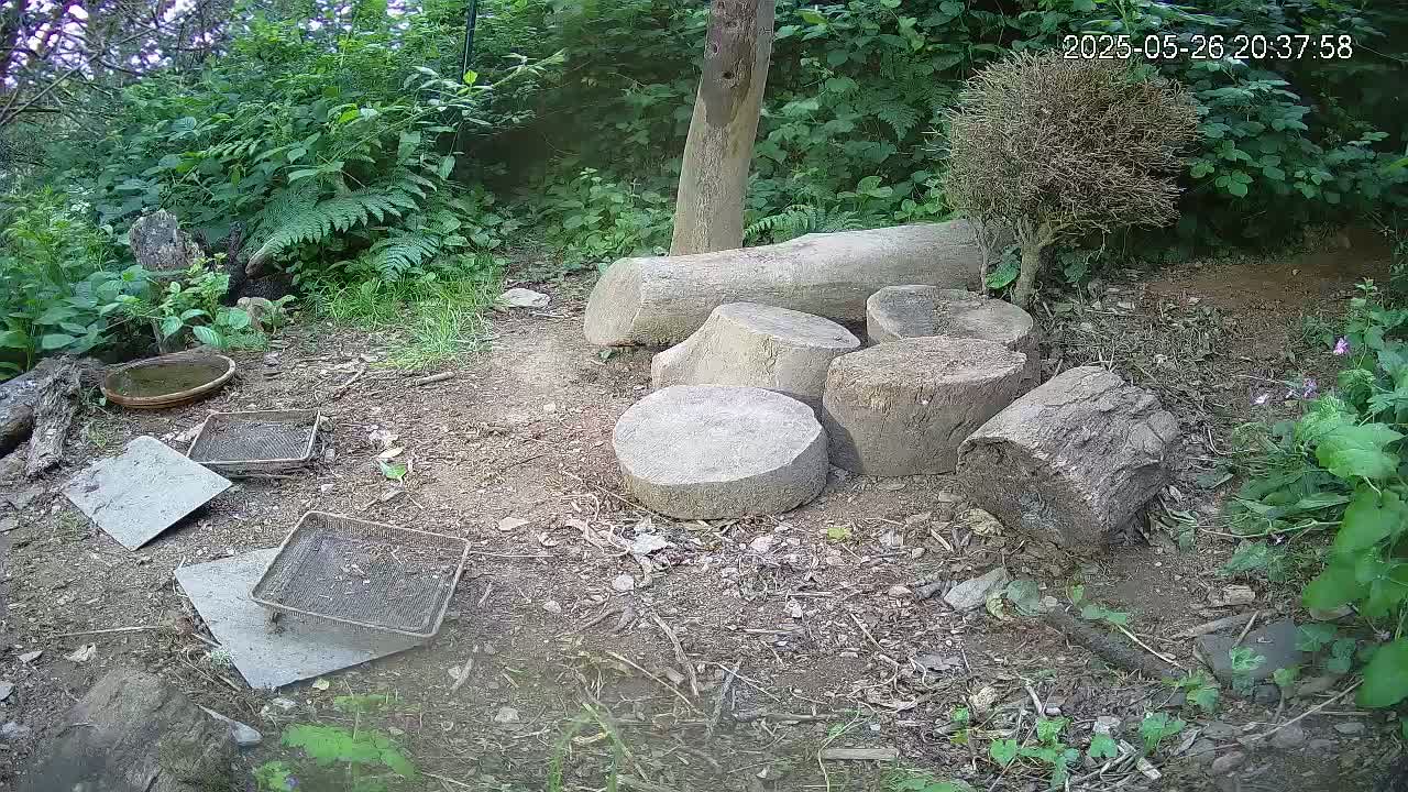 Several tree stumps and logs are arranged on the ground amidst lush green vegetation, in what appears to be a wooded area.