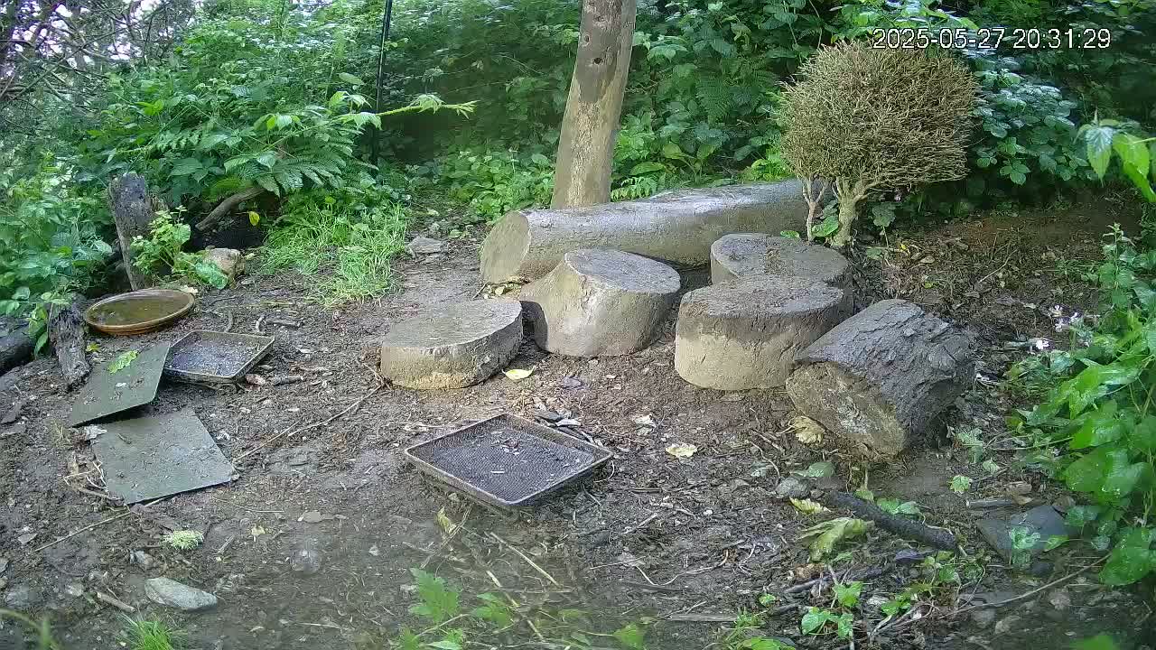 Several cut tree trunks are arranged on damp ground amidst lush green vegetation, with a few shallow dishes scattered nearby.