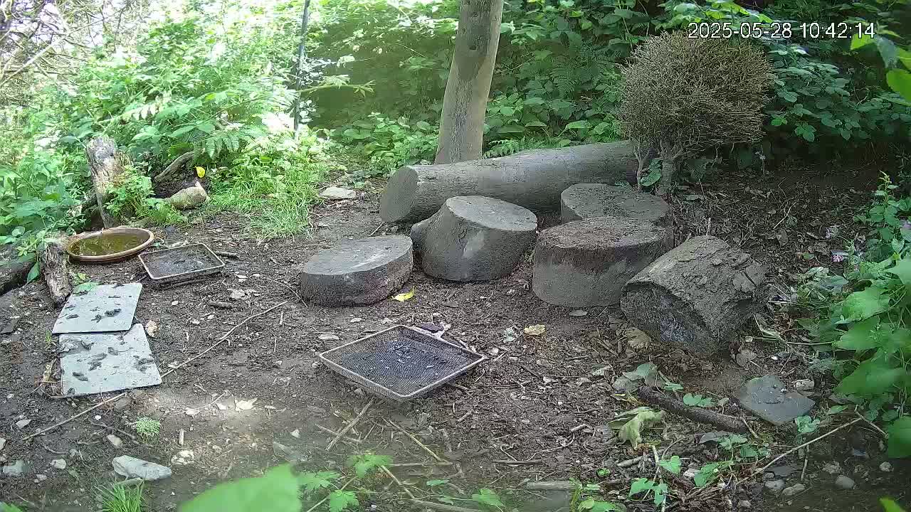 Several cut logs are scattered on the ground amongst lush green vegetation, near a shallow dish of water and several flat, dark grey stones, on a cloudy day.