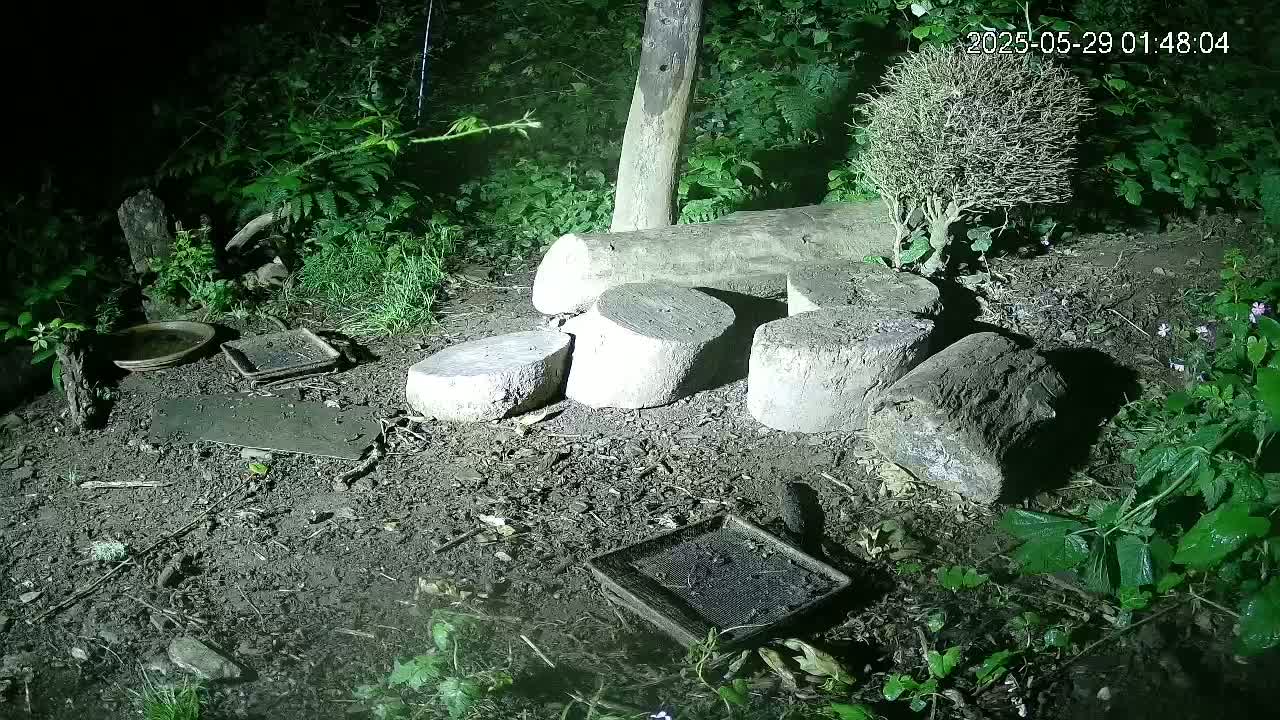 Several cut logs and flat stones are arranged on the damp ground under a night sky amidst lush green vegetation.