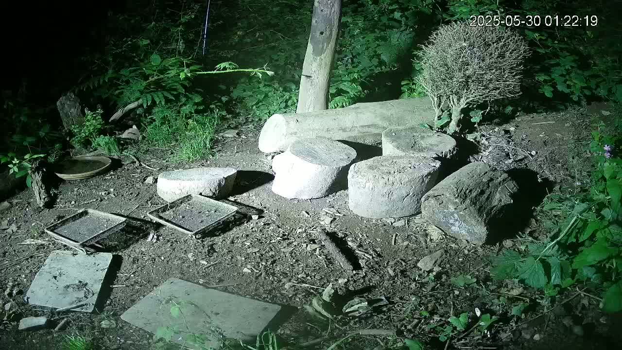 Several concrete blocks and a log are scattered on the ground at night amongst low-lying vegetation, near a small bowl and shallow trays.