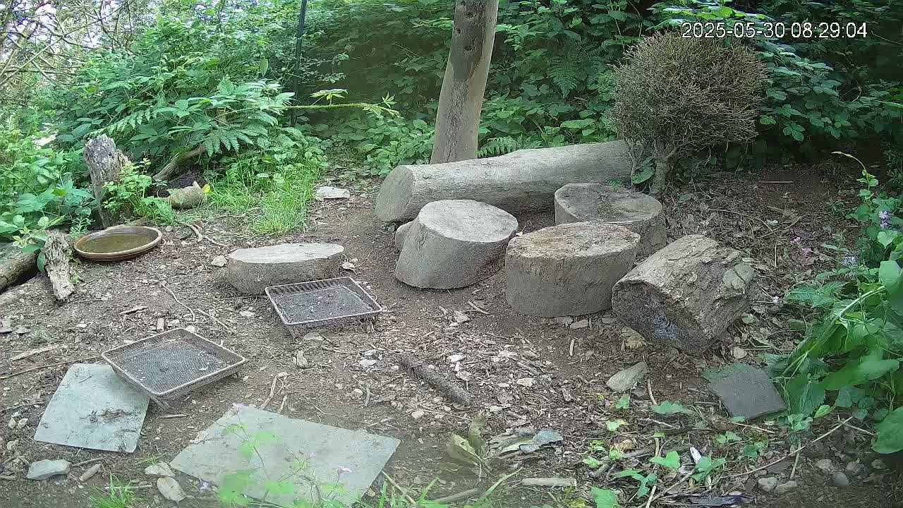 Several cut logs and flat stones are scattered on the ground in a wooded area with a shallow dish and wire mesh containers nearby.