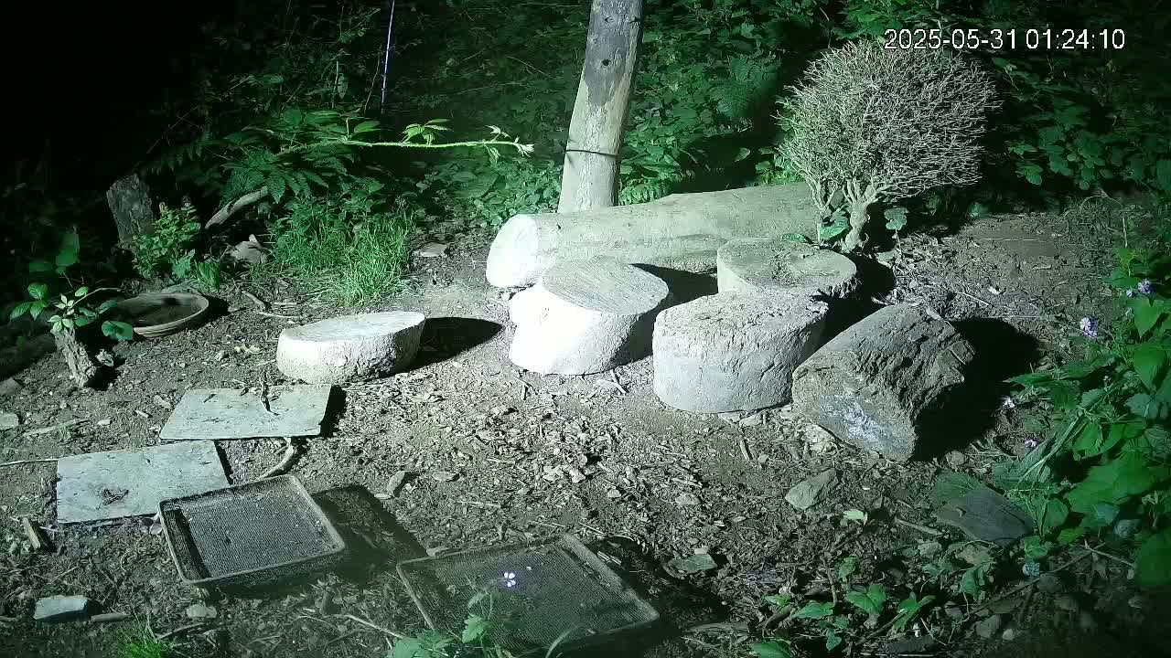 Several cut sections of tree trunk are scattered on the ground at night among green vegetation and some flat stones, under artificial light.