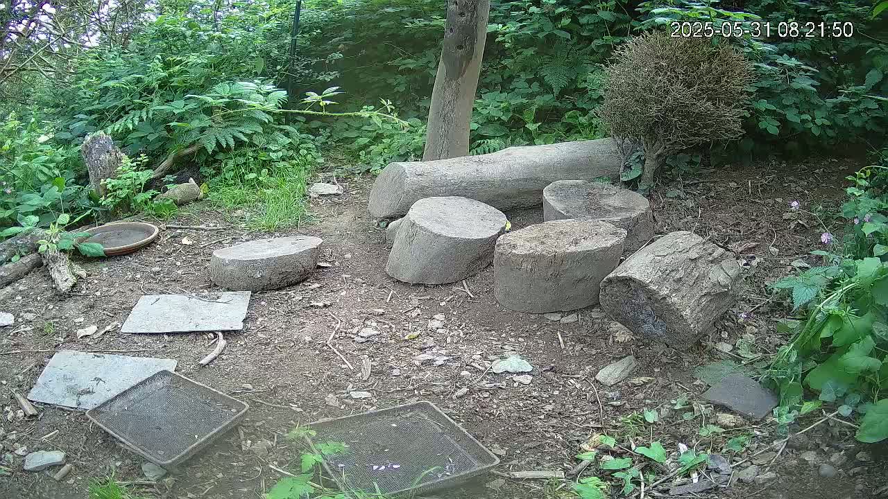 Several grey tree trunk slices and flat stones are scattered on the ground amongst lush green vegetation and a shallow dish, outdoors on a seemingly sunny day.