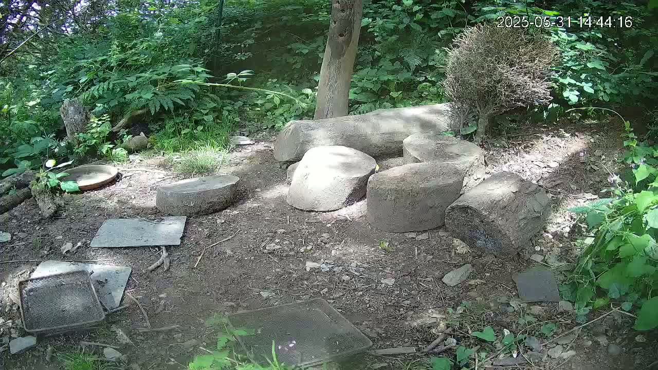 A shady woodland area with several large, grey stones arranged on the ground, surrounded by lush green vegetation and a shallow dish.