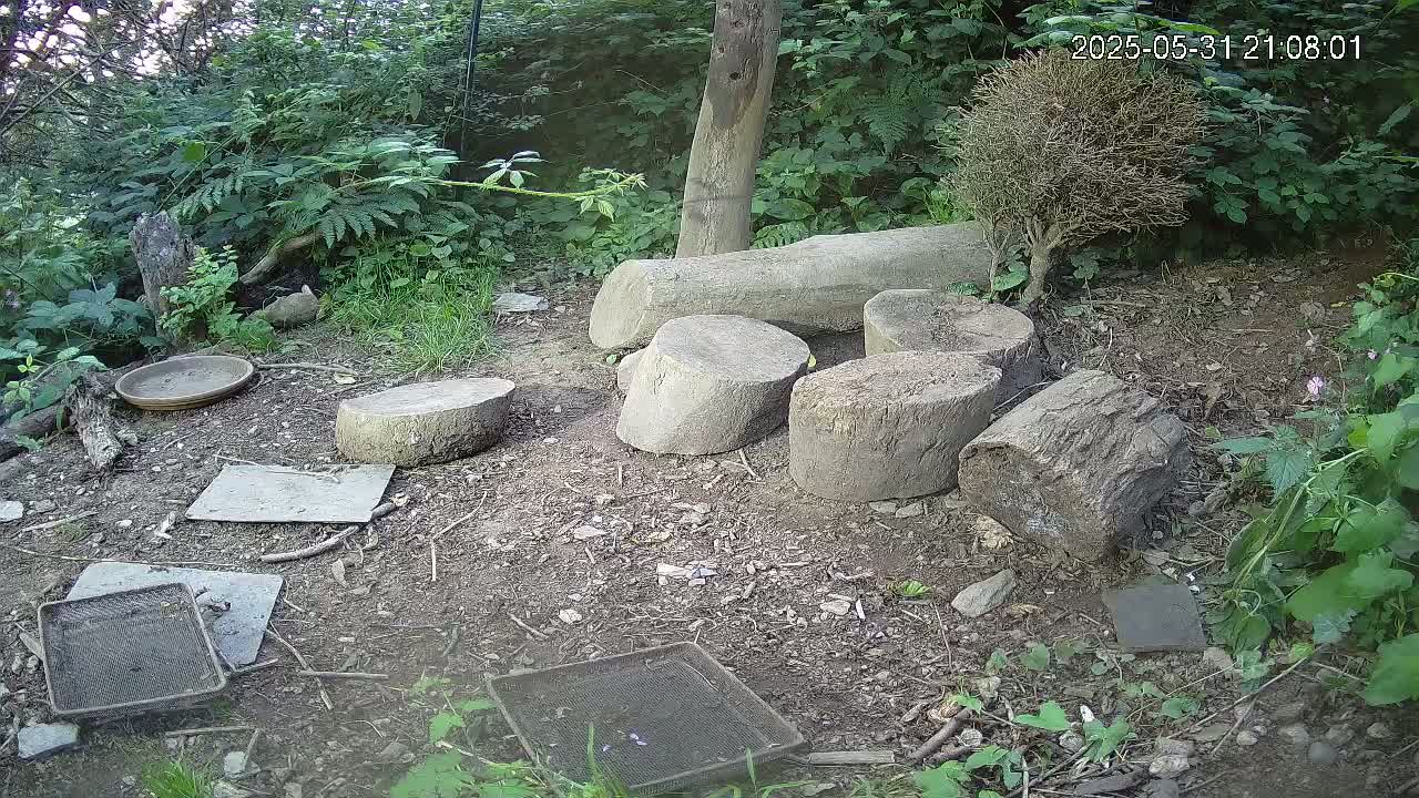 Several tree stumps and a bird bath are scattered on the ground in a wooded area with lush green vegetation.