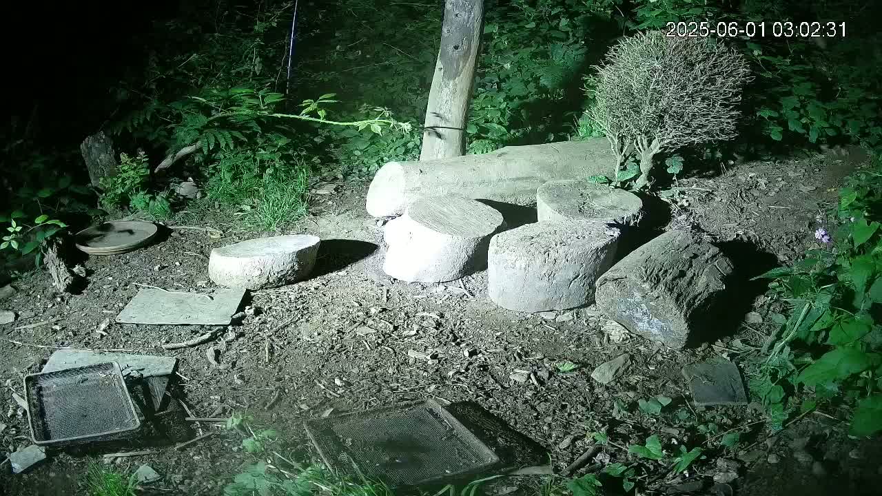 Cornwall, Badgers Watching Pigeon Feeder Live Cam -  Helston, Cornwall, South West, England, United Kingdom