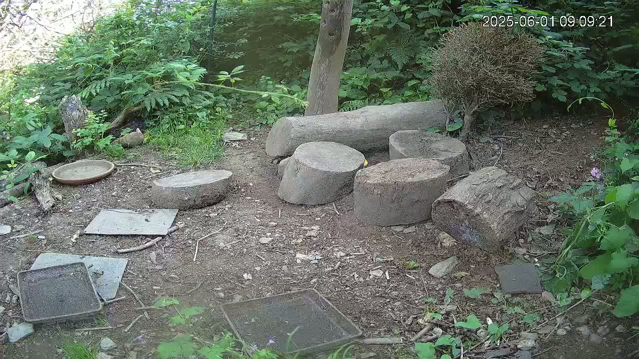 Several tree stumps and flat stones are arranged on the ground in a shaded, leafy area, with a shallow dish and wire mesh trays nearby.