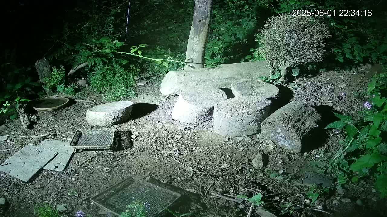 Several cut logs and other debris are scattered on the ground at night in a wooded area illuminated by artificial light.