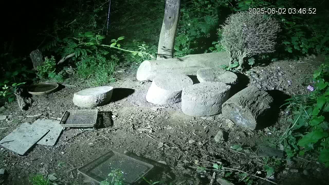Cornwall, Badgers Watching Pigeon Feeder Live Cam -  Helston, Cornwall, South West, England, United Kingdom