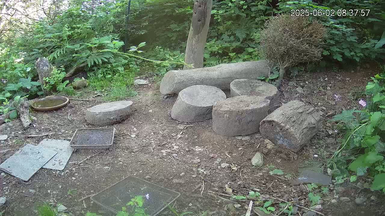 Several tree stumps and logs are scattered on the ground in a shaded, wooded area with lush green vegetation, a shallow birdbath, and some flat stones.