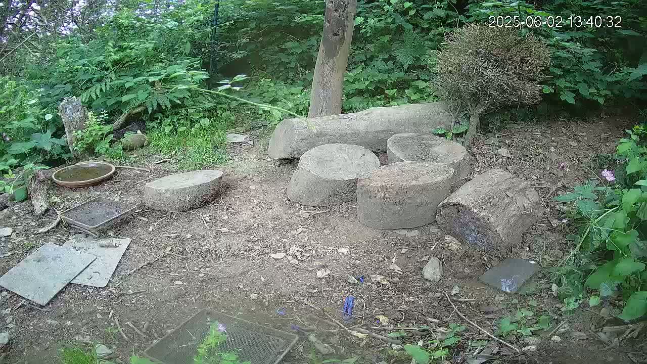 Several sections of tree trunk are arranged on the ground in a wooded area, surrounded by greenery, a small bird bath, and other small objects.