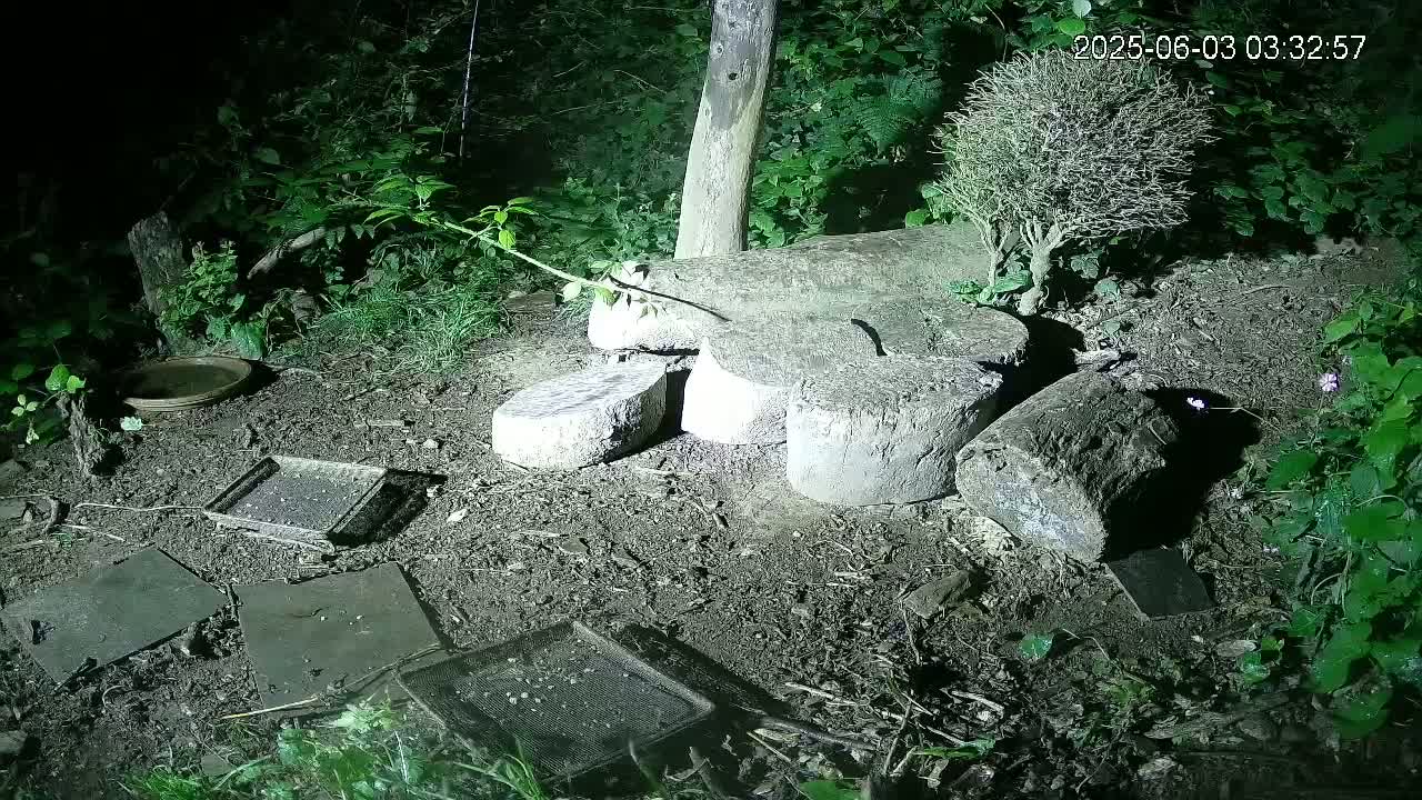 Cornwall, Badgers Watching Pigeon Feeder Live Cam -  Helston, Cornwall, South West, England, United Kingdom