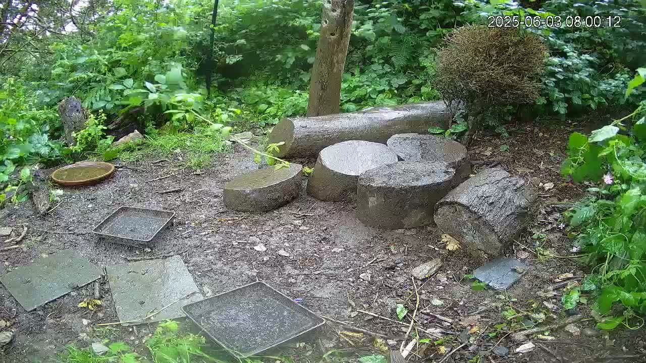 A wet, wooded area contains several muddy, square trays and a shallow dish, surrounded by lush green vegetation and several wet tree stumps.
