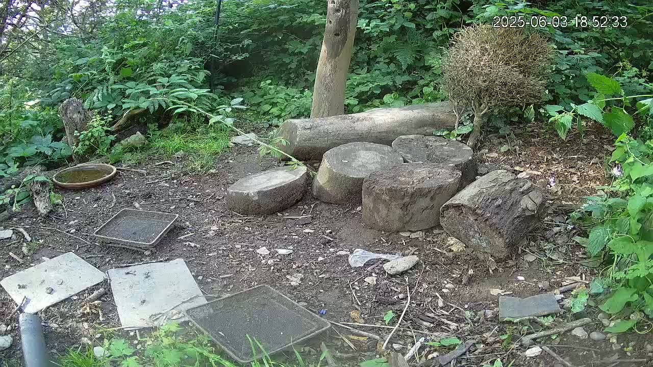 A small, wooded area with several tree stumps, a shallow dish, and wire mesh trays scattered on the ground.