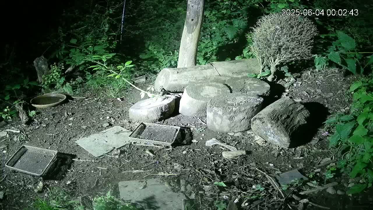 A nighttime outdoor scene shows several cut logs and small, shallow containers scattered on the ground amidst lush green vegetation.