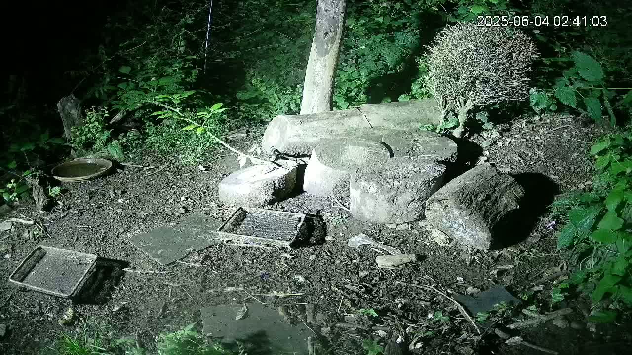 Cornwall, Badgers Watching Pigeon Feeder Live Cam -  Helston, Cornwall, South West, England, United Kingdom