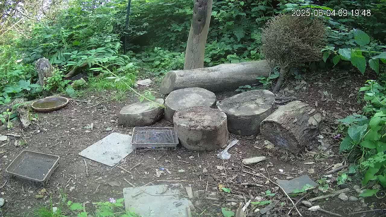 A ground-level view of a shaded, wooded area with several stacked tree rounds, a shallow birdbath, and various small trays scattered on the ground.