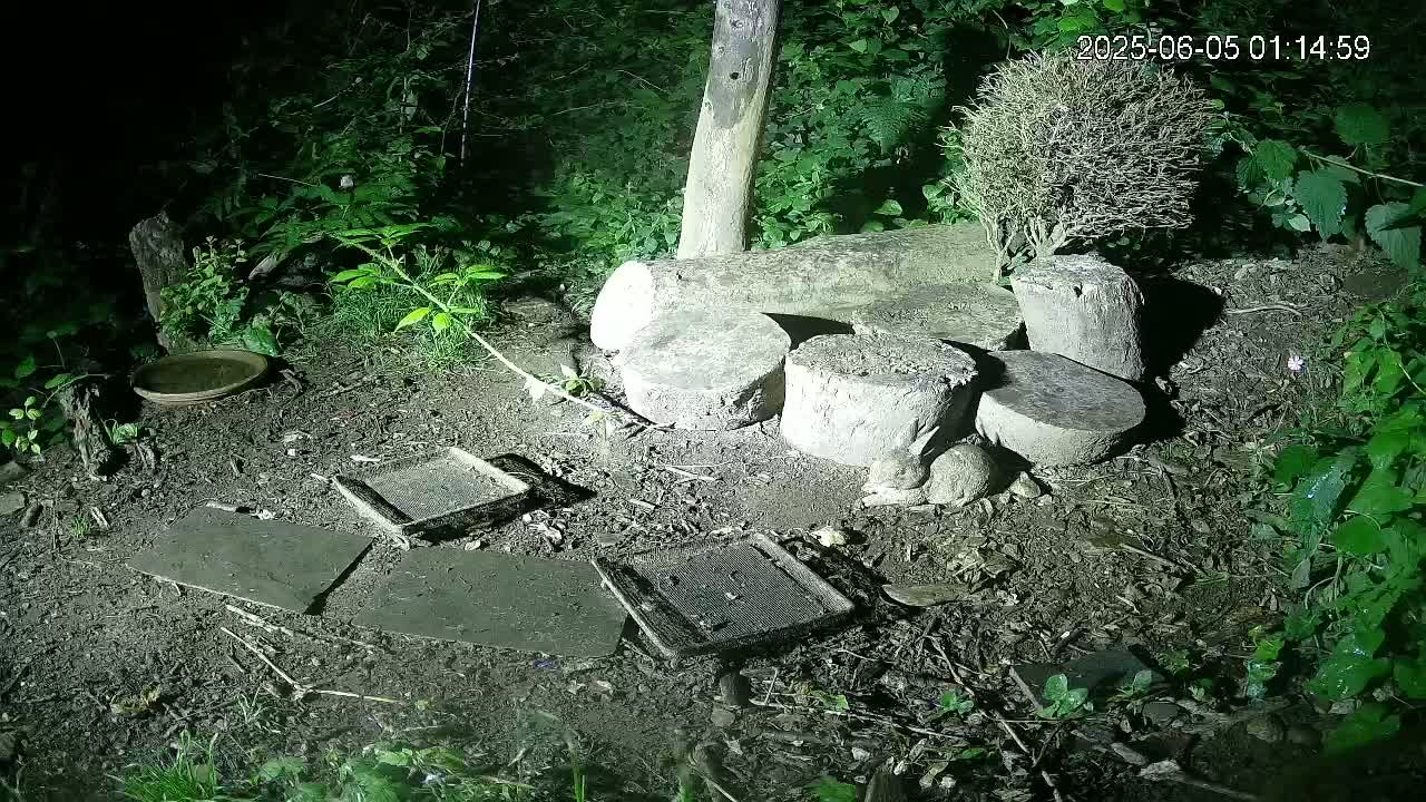 A nighttime, outdoor scene shows several flat stones and small, weathered stumps arranged on the ground near a tree trunk and some greenery, illuminated by a light source.