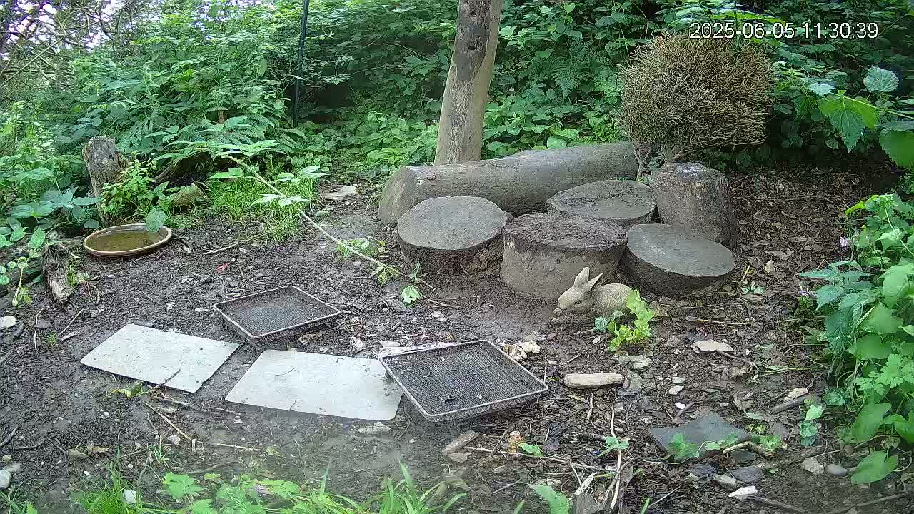 A small rabbit sits on the damp ground near several stacked tree rounds, a shallow dish, and several flat grey objects amidst lush green vegetation.