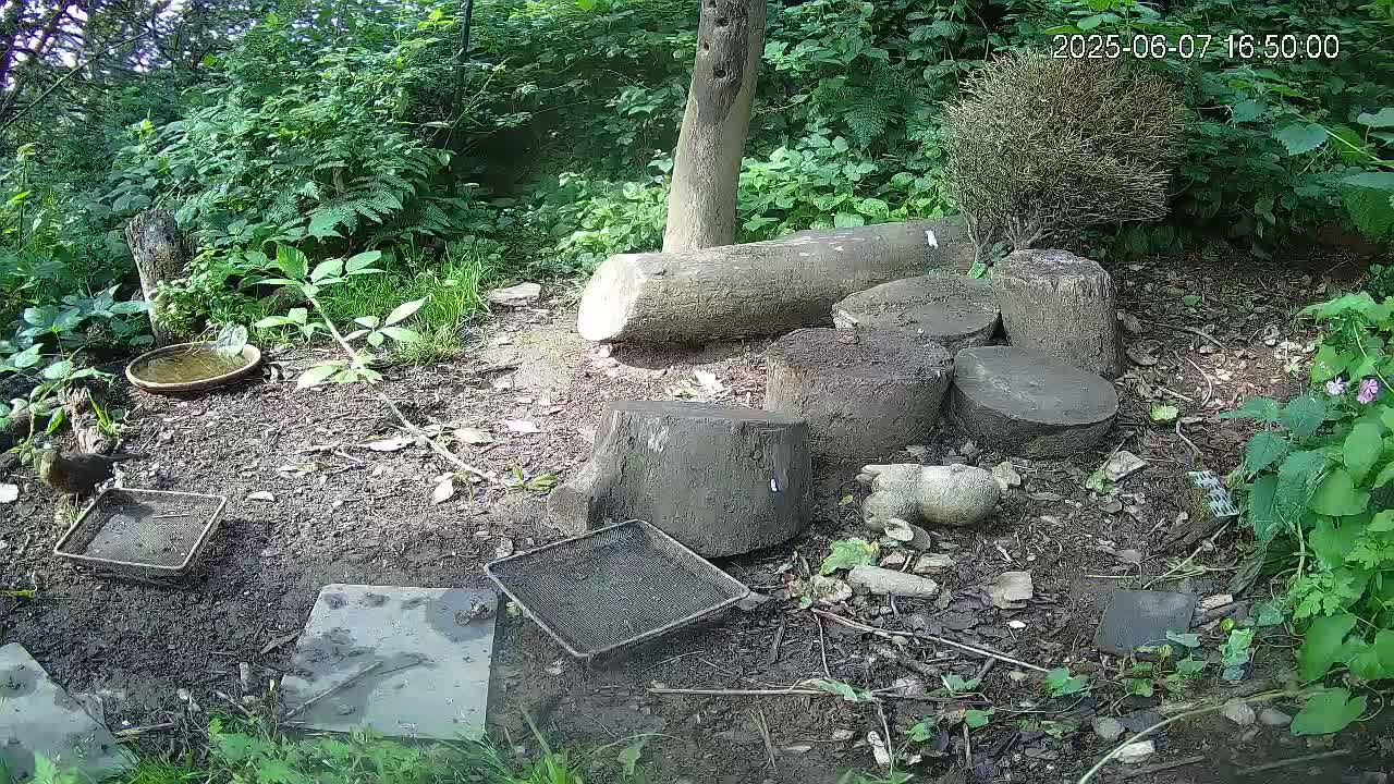 A bird bath and several small metal trays sit on the ground among tree stumps and lush green vegetation in a shady outdoor setting.