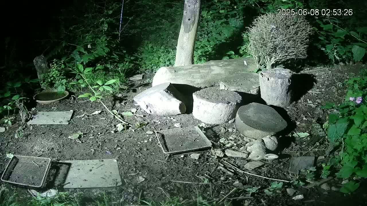 Cornwall, Badgers Watching Pigeon Feeder Live Cam -  Helston, Cornwall, South West, England, United Kingdom