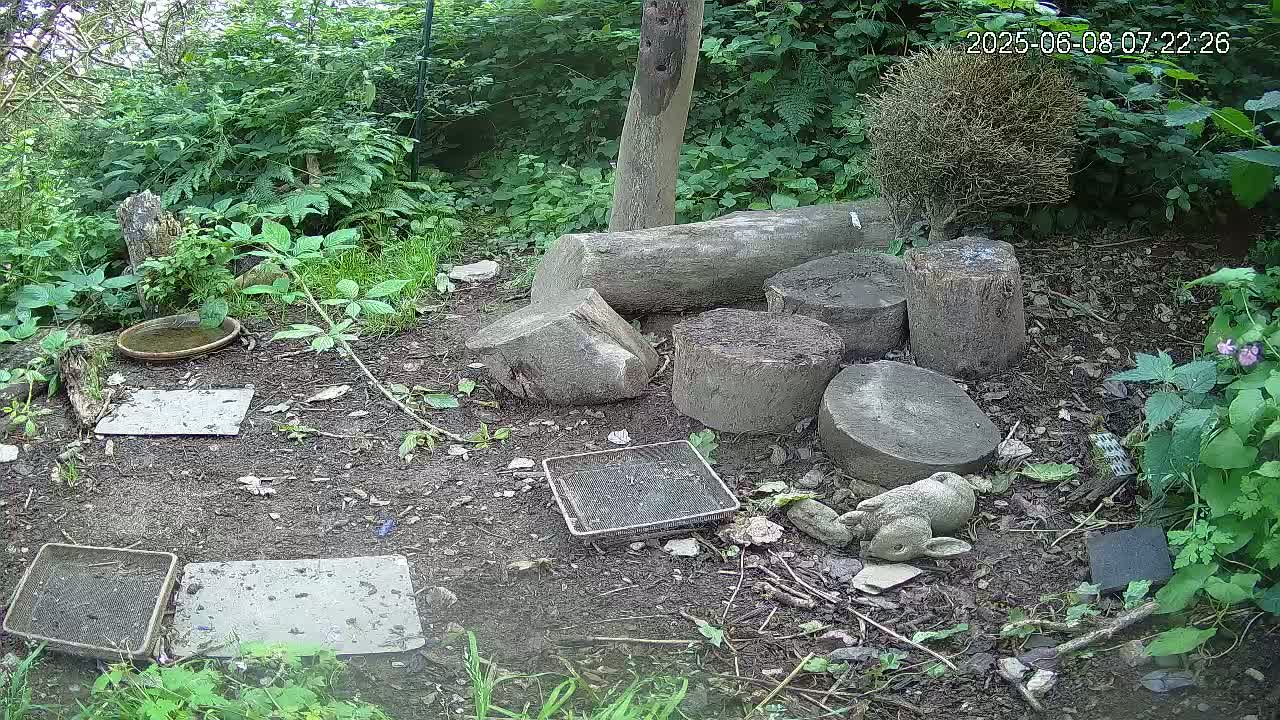 Cornwall, Badgers Watching Pigeon Feeder Live Cam -  Helston, Cornwall, South West, England, United Kingdom