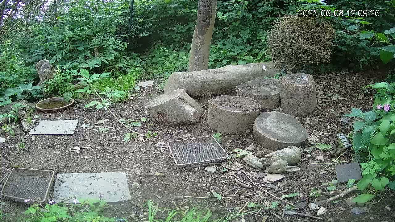 A small, shaded garden area contains several cut logs arranged on the ground, a small bird bath, several flat stones, and a small garden ornament of a rabbit, all surrounded by lush green vegetation.