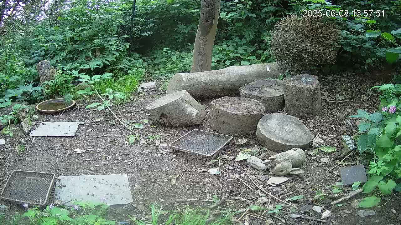 A woodland ground scene with several tree stumps, a shallow dish, small metal trays, and a small rabbit statue, under partly sunny conditions.