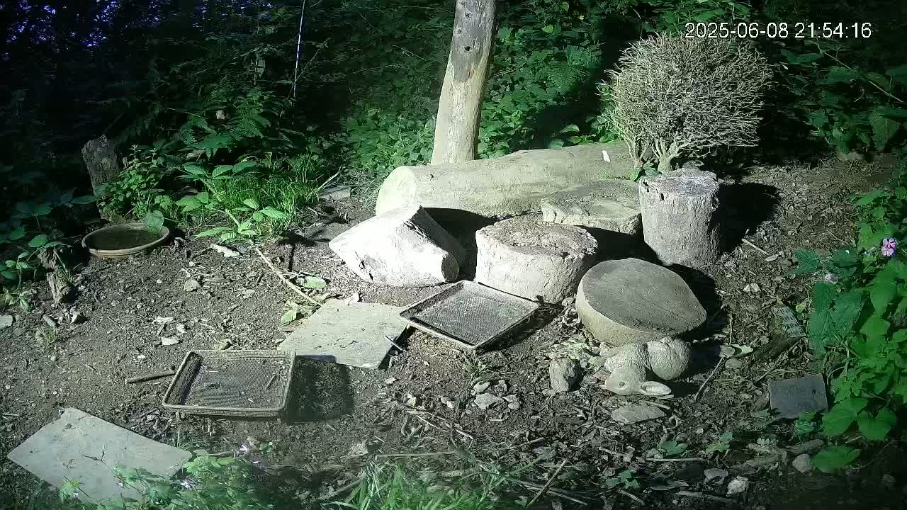 Cornwall, Badgers Watching Pigeon Feeder Live Cam -  Helston, Cornwall, South West, England, United Kingdom