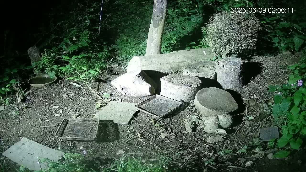 Cornwall, Badgers Watching Pigeon Feeder Live Cam -  Helston, Cornwall, South West, England, United Kingdom