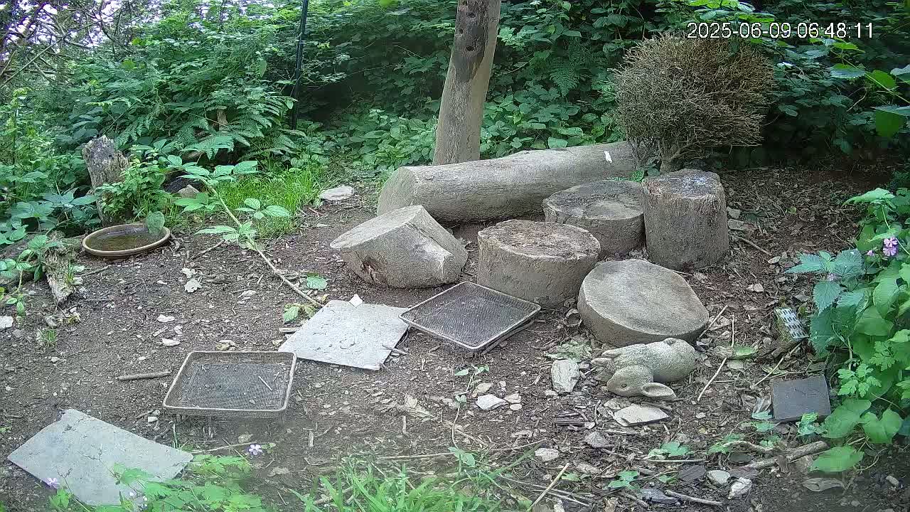 Cornwall, Badgers Watching Pigeon Feeder Live Cam -  Helston, Cornwall, South West, England, United Kingdom
