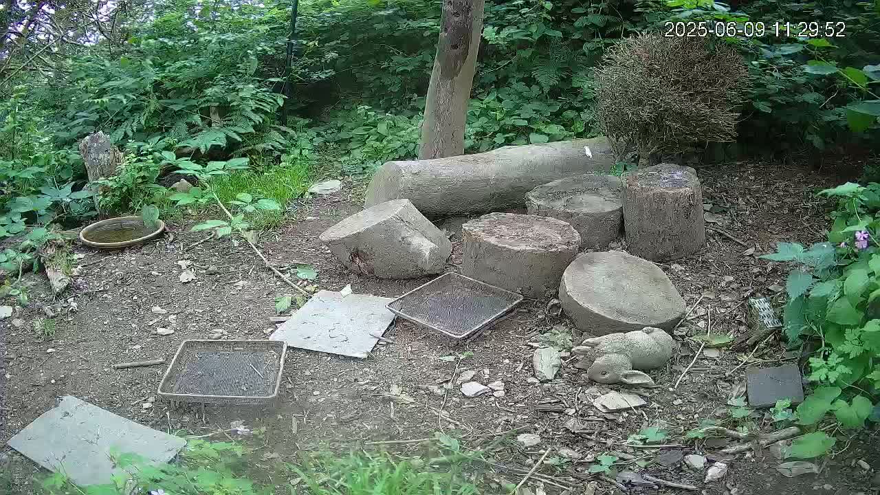 A small, partially shaded garden area contains several tree stumps, a small bird bath, several flat pieces of what appears to be concrete or stone, and a small rabbit statue, all surrounded by green vegetation.