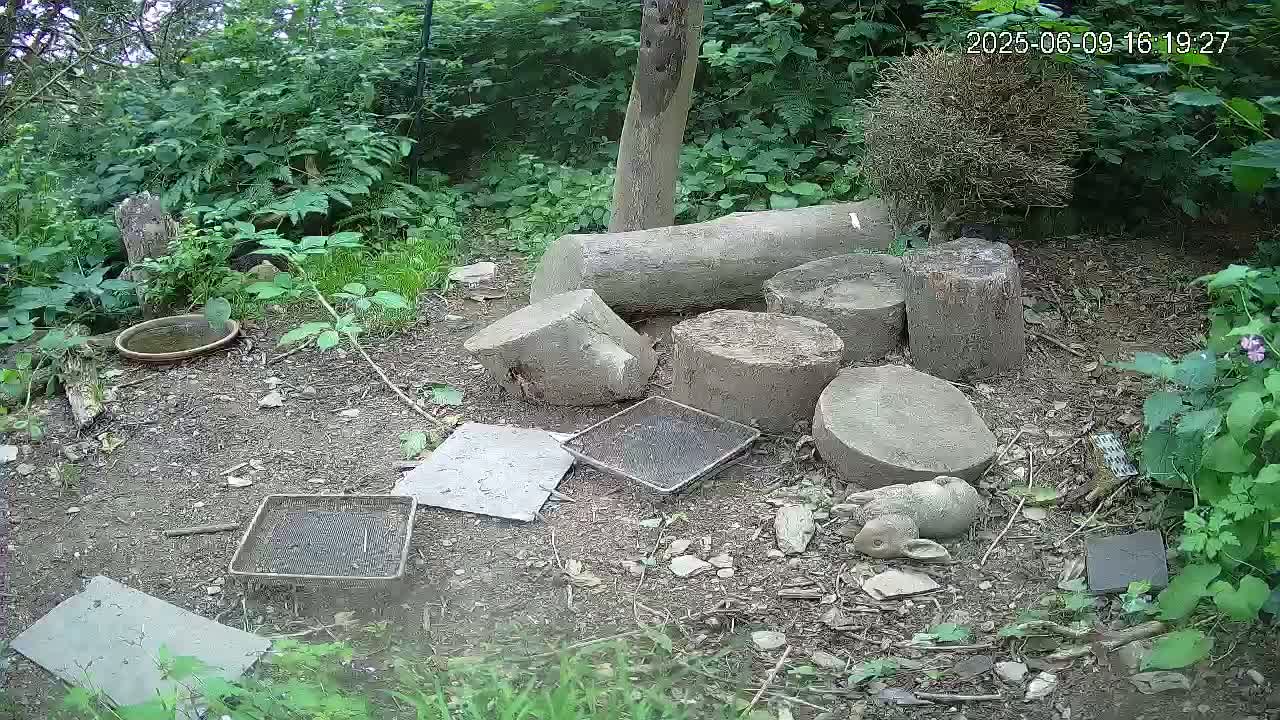 A small rabbit statue rests on the ground near several cut logs, some small trays, and a shallow dish of water, amidst lush green vegetation in a shaded outdoor area.