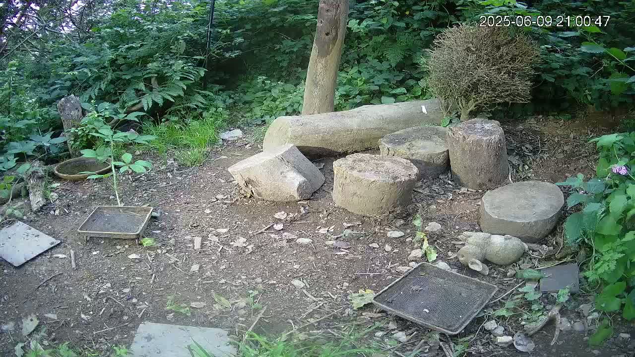 Cornwall, Badgers Watching Pigeon Feeder Live Cam -  Helston, Cornwall, South West, England, United Kingdom