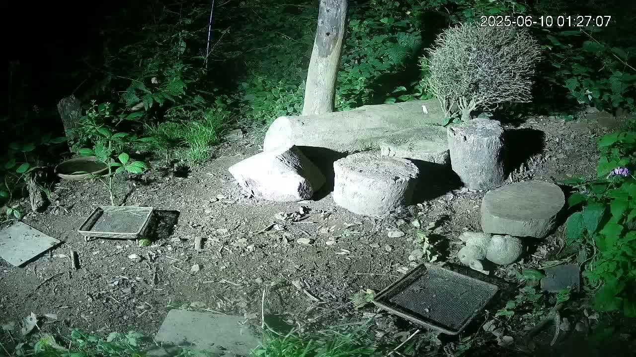 Cornwall, Badgers Watching Pigeon Feeder Live Cam -  Helston, Cornwall, South West, England, United Kingdom