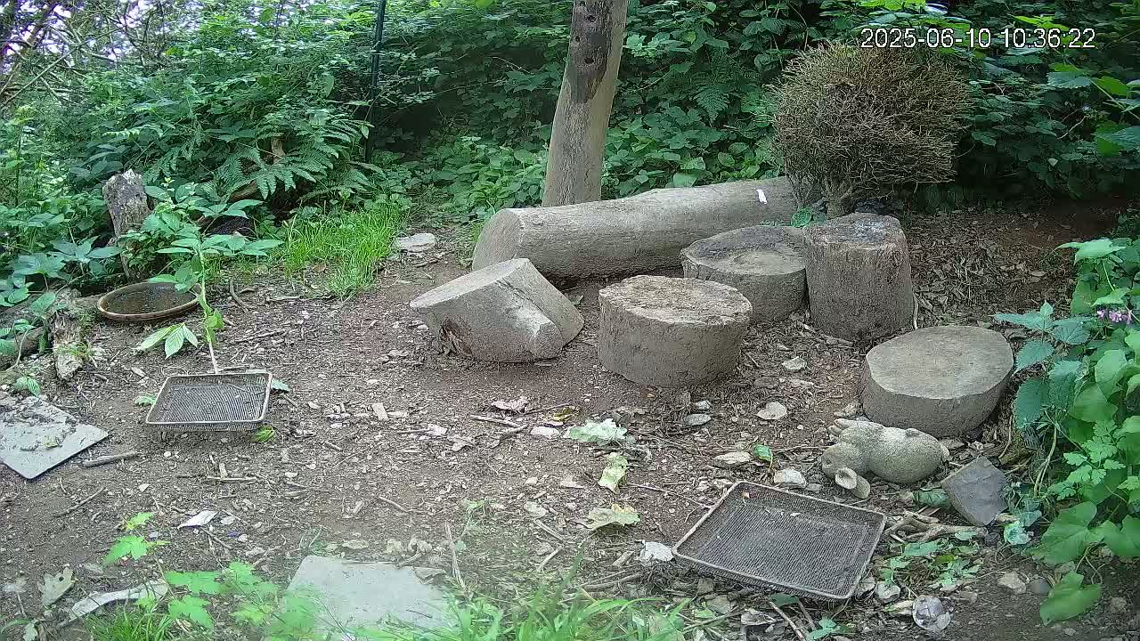 Several tree stumps and logs are arranged on the ground in a wooded area with patchy grass, surrounded by lush green vegetation.