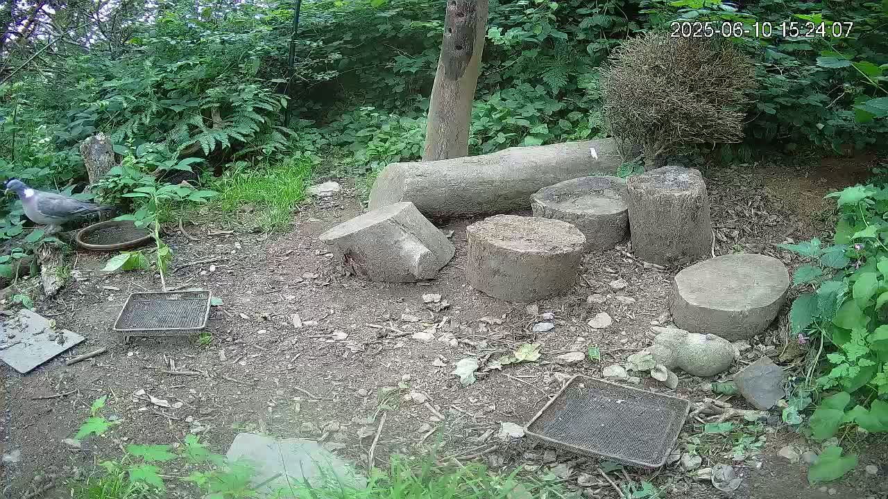 A gray bird stands near a shallow dish on the ground amidst several tree stumps,  two wire trays, and lush green vegetation under a partly sunny sky.