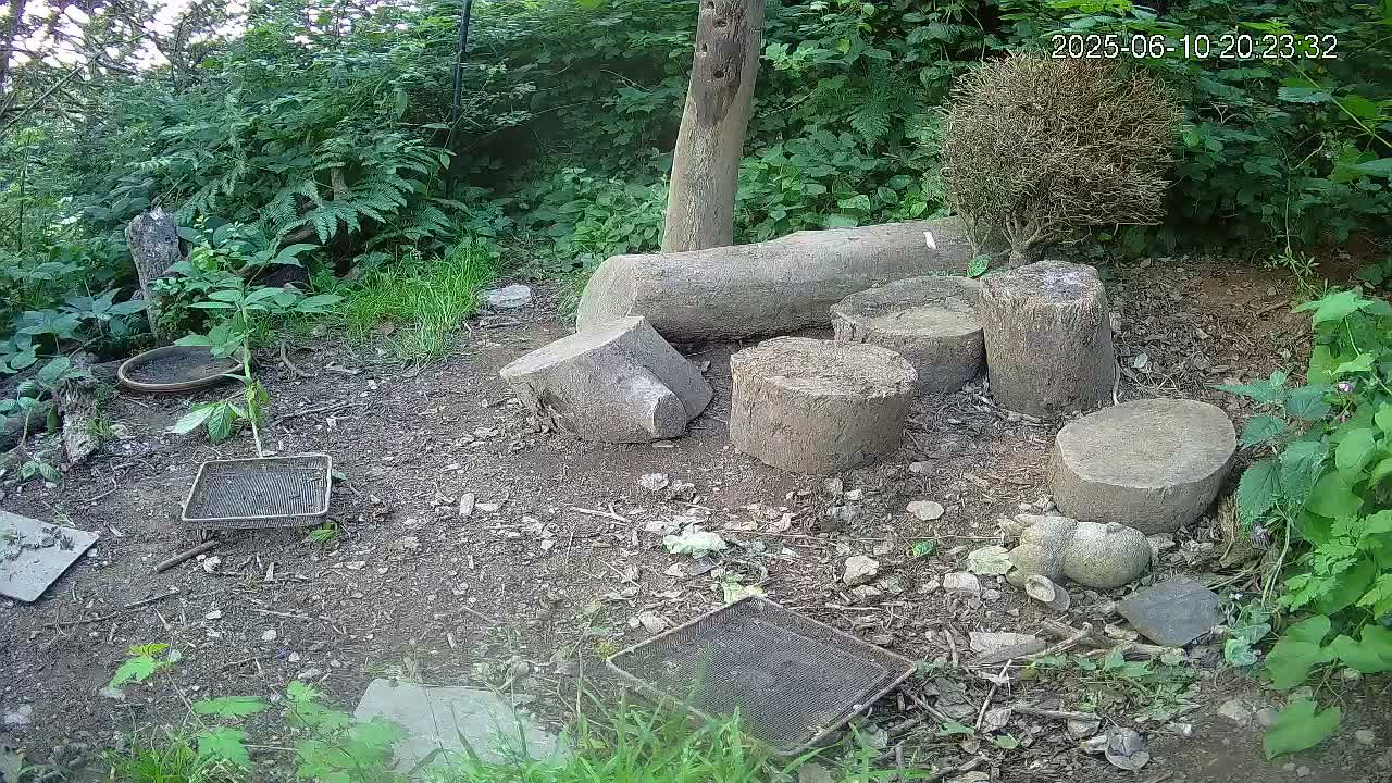 Cornwall, Badgers Watching Pigeon Feeder Live Cam -  Helston, Cornwall, South West, England, United Kingdom