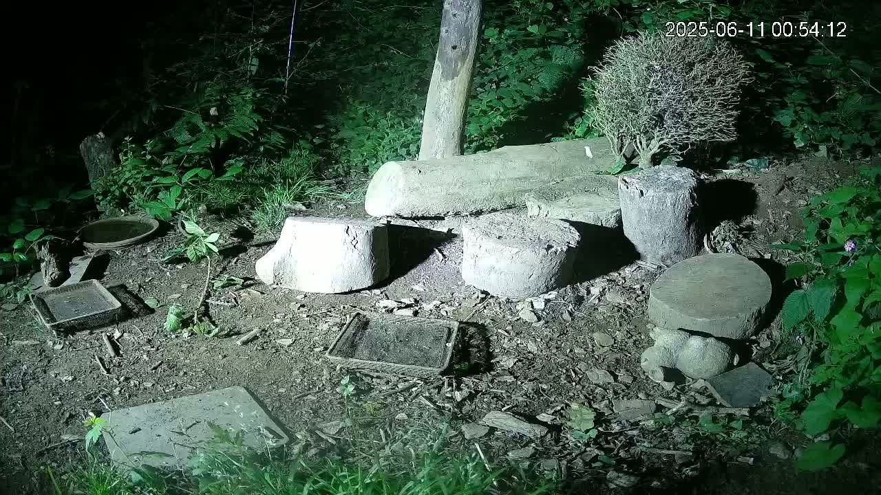 Cornwall, Badgers Watching Pigeon Feeder Live Cam -  Helston, Cornwall, South West, England, United Kingdom