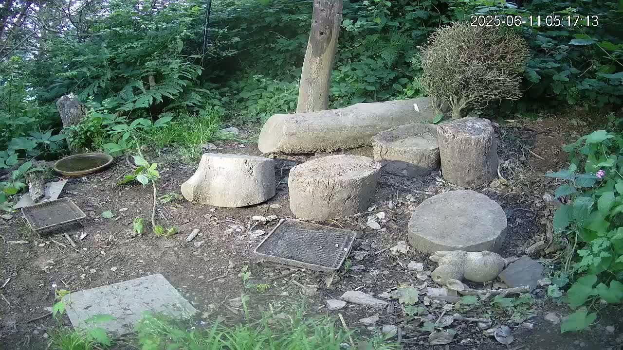 Cornwall, Badgers Watching Pigeon Feeder Live Cam -  Helston, Cornwall, South West, England, United Kingdom