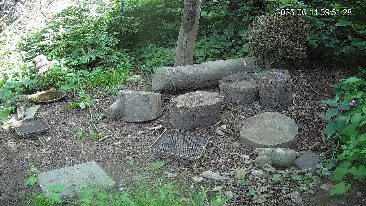 A shaded backyard garden scene shows several cut tree trunks and stumps on the ground amongst green plants, small bird feeders, a shallow dish, and a small garden statue of a rabbit.