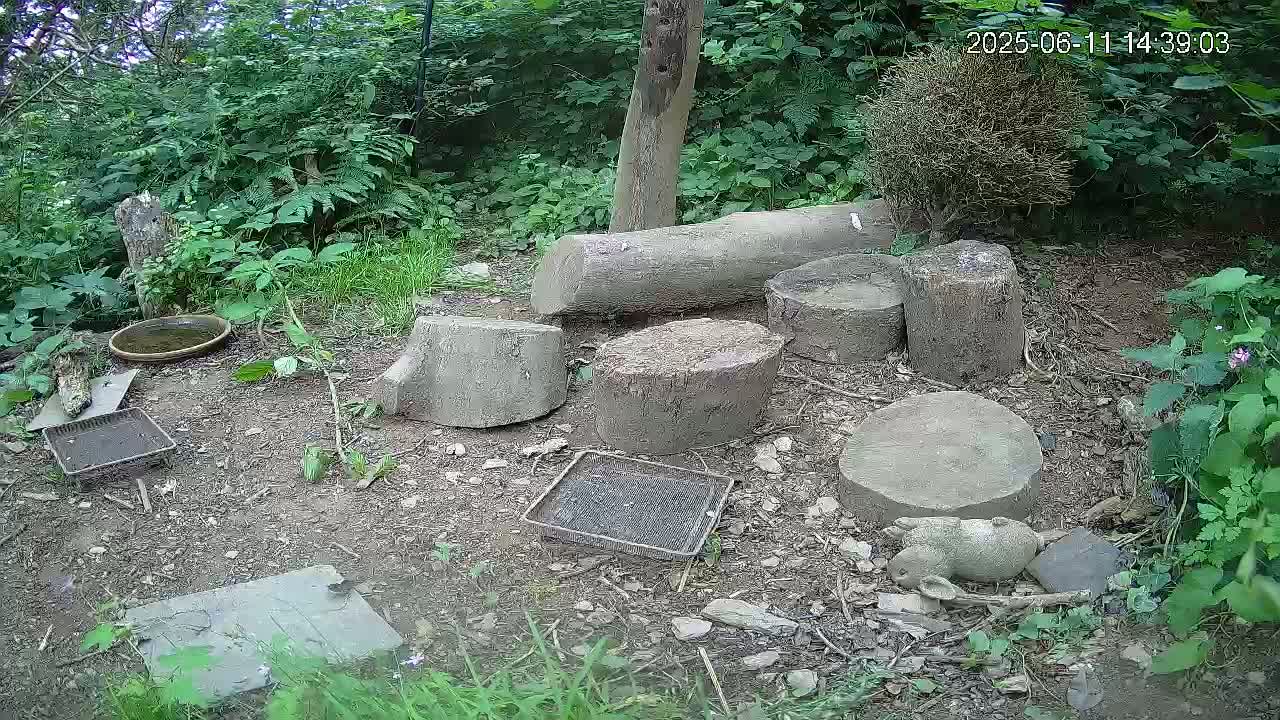 Several tree stumps and logs are scattered on the ground in a wooded area, surrounded by green vegetation and a small bird bath.